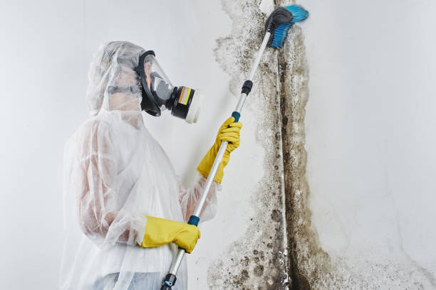 Best Preventive Mold Services in Tellico Plains, TN